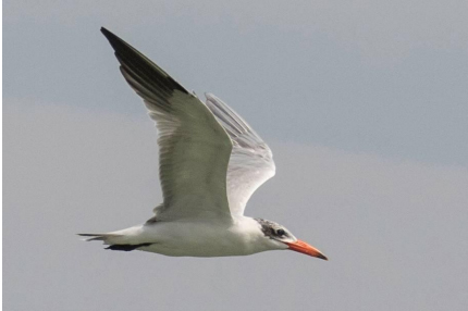 Caspian tern